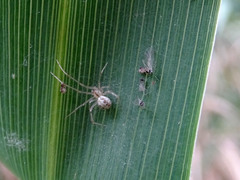 Theridion varians