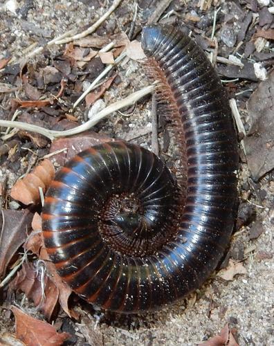 Ringleg Black Millipede photo 3