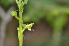 Platanthera hookeri
