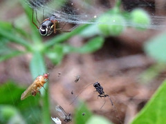 Frontinellina frutetorum