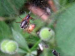 Frontinellina frutetorum