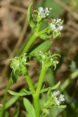 Valerianella echinata