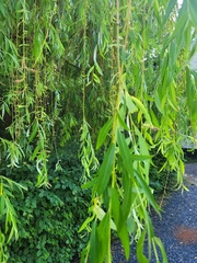 Salix