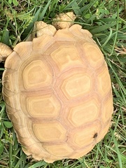 Centrochelys
