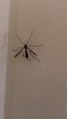 Dictenidia