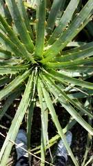Puya aequatorialis