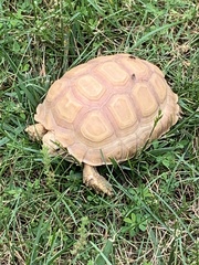 Centrochelys