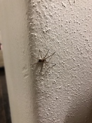 Filistata insidiatrix