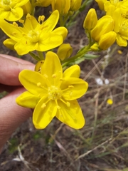 Haplophyllum linifolium