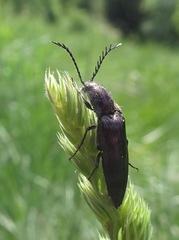 Ctenicera cuprea