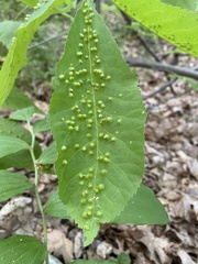 Phylloxera caryaefallax