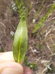 Haplophyllum linifolium