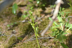Platanthera hookeri