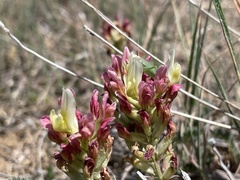 Astragalus amoenus