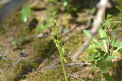 Platanthera hookeri