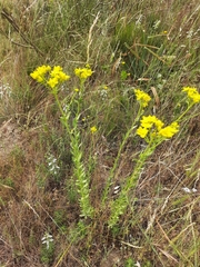 Haplophyllum linifolium