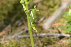 Platanthera hookeri