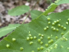 Phylloxera caryaefallax