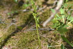 Platanthera hookeri