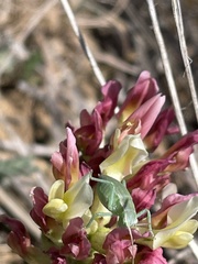 Astragalus amoenus