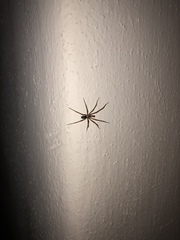 Filistata insidiatrix