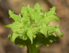 Valerianella echinata