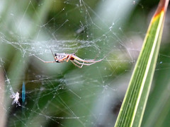 Frontinellina frutetorum