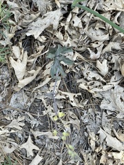 Streptanthus bernardinus