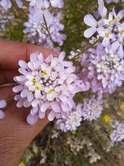 Iberis ciliata