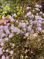 Iberis ciliata