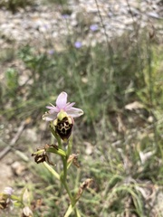 Ophrys scolopax