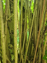 Corylus avellana