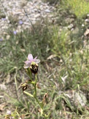 Ophrys scolopax
