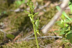 Platanthera hookeri