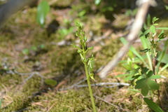 Platanthera hookeri