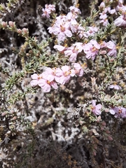 Frankenia thymifolia