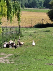 Anser anser domesticus