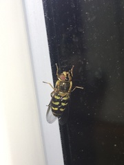 Lapposyrphus lapponicus