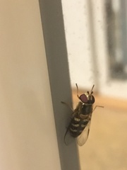 Lapposyrphus lapponicus