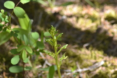 Platanthera hookeri