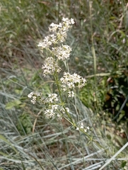 Galium lucidum
