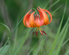 Lilium michiganense