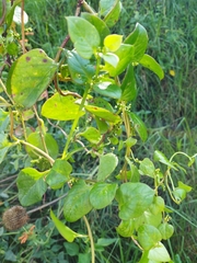 Muehlenbeckia australis