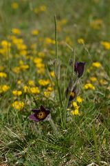 Pulsatilla rubra