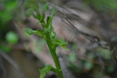 Platanthera hookeri