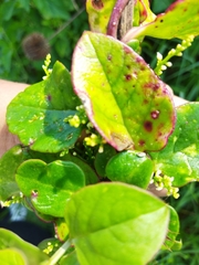 Muehlenbeckia australis