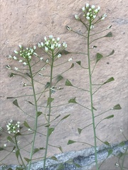 Capsella bursa-pastoris