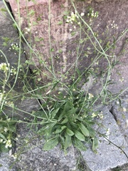 Capsella bursa-pastoris