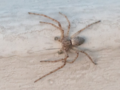 Philodromidae