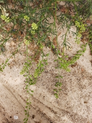 Reseda stricta